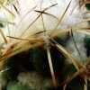 17b _Coryphantha _elephantidens _ssp.bumamma _'bianca' 04